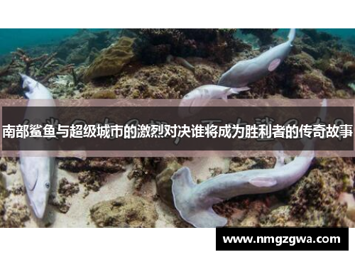 南部鲨鱼与超级城市的激烈对决谁将成为胜利者的传奇故事